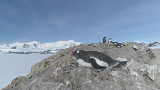 Antarktis gentoo penguin resten i boet statiska skott — Stockvideo