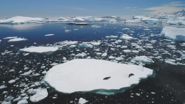 Crabeater zegel familie ligt ijsberg luchtfoto — Stockvideo