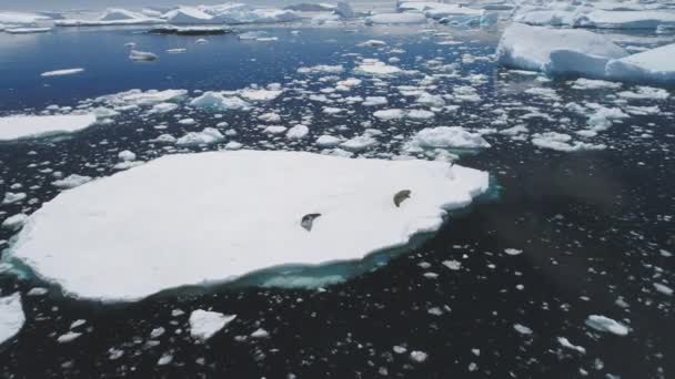 Antarctische crabeater zegel rusten ijsberg luchtfoto — Stockvideo