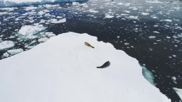 Antarktida Tuleň krabožravý odpočinku letecký pohled na ledovec — Stock video