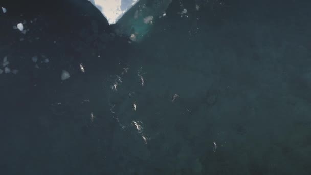 Антарктида gentoo пінгвін підводний зверху вниз подання — стокове відео