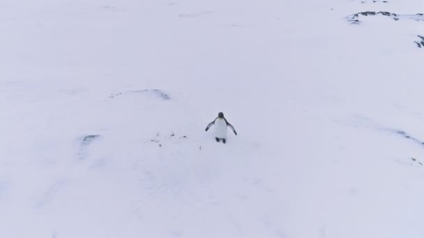 Lone koning pinguïn Golf vleugel antarctica luchtfoto — Stockvideo