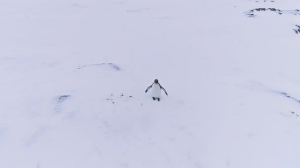 Ala de onda de pingüino rey solitario vista aérea antártica — Vídeo de stock