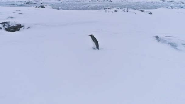 Rey solitario pingüino antártico nieve superficie paisaje — Vídeos de Stock