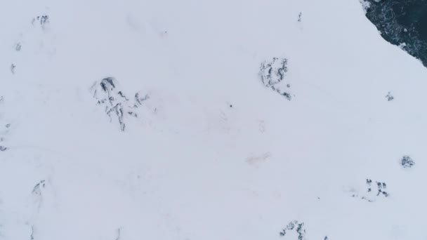 Lone king penguin snow surface zoom out aerial — Vídeos de Stock