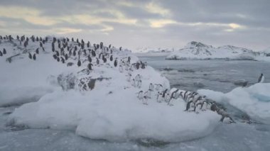 Gentoo pengueni atlamak buzul Antarktika su