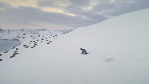 Otarie de l'Antarctique courant au repos colonie aérienne — Video