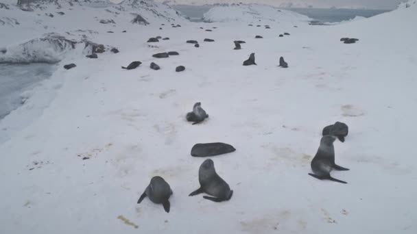Colonia antártica de focas de piel alejar vista aérea — Vídeo de stock