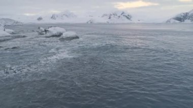 Kutup gentoo pengueni flock gitmek karaya havadan görünümü
