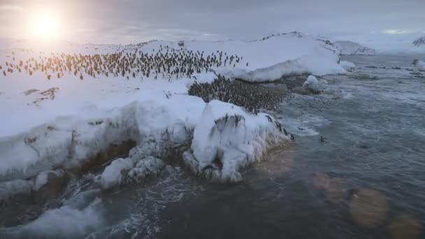 Antarctica gentoo pinguïn kolonie aan wal gaan luchtfoto — Stockvideo