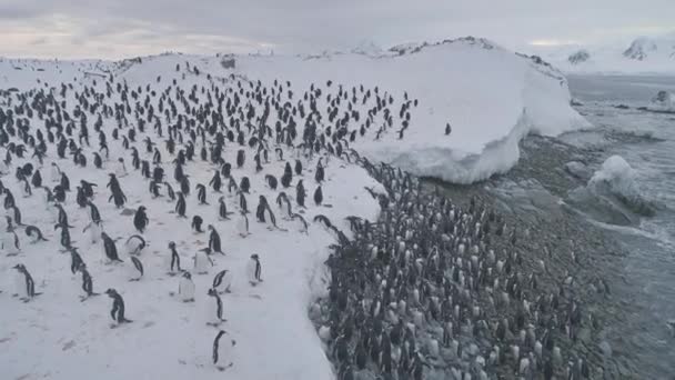 Gentoo pinguïn kolonie aan wal gaan luchtfoto bovenaanzicht — Stockvideo