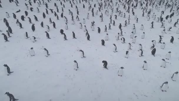 Arctische gentoo pinguïn kolonie sneeuw bedekte oppervlak — Stockvideo