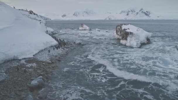 Arktische gentoo pinguin group walk shore air view — Stockvideo