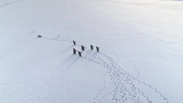 Смешной пингвин Gentoo ходить арктический снег воздушный вид — стоковое видео