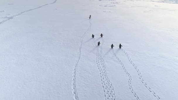 Funny gentoo penguin walk snow land aerial back — Stock Video