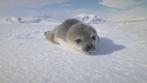 Antarctische schattige baby weddell zegel snuit closeup — Stockvideo