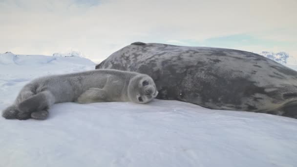 Antarctic bebê adulto weddell selo deitado na neve — Vídeo de Stock
