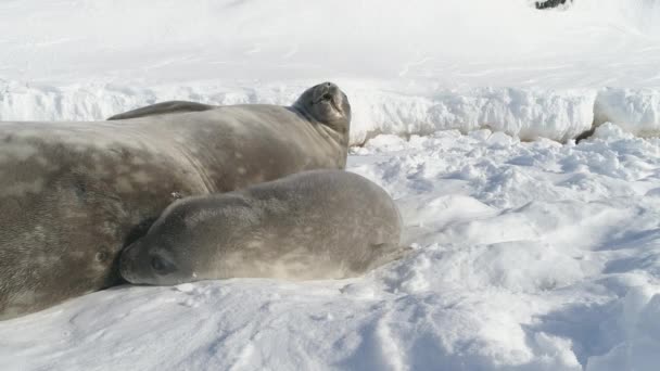 Antarctica weddell robbenfamilie ruhe auf schnee — Stockvideo