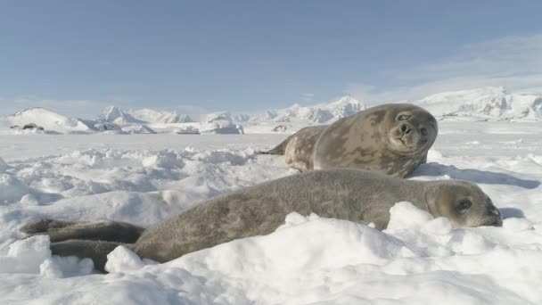 Antarctica bebê adulto weddell selo deitado na neve — Vídeo de Stock