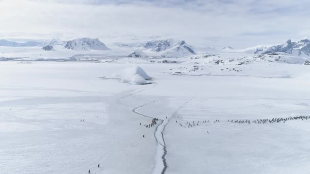 Gentoo pingüino grupo migración ártico vista aérea — Vídeo de stock