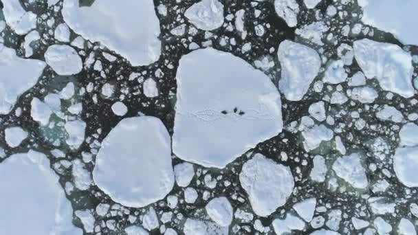 Gentoo pingüino grupo antártica hielo vista aérea — Vídeos de Stock