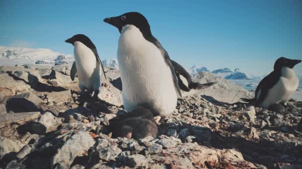 Adelie penguin antarktis wild coast camera view — Stockvideo