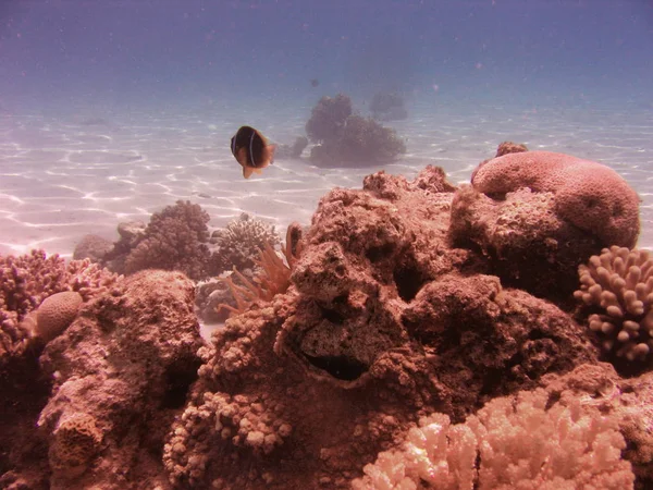 Foto Submarina Una Vista Del Coral Los Peces Mar Rojo —  Fotos de Stock