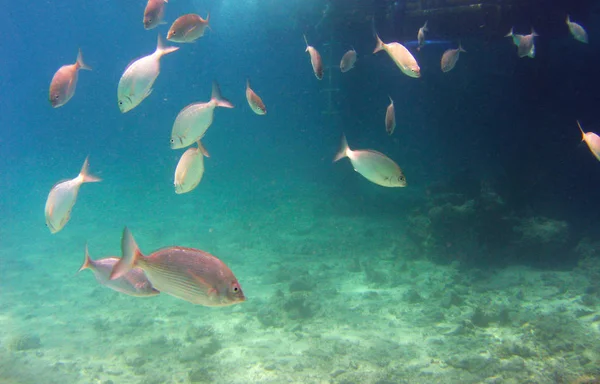 Foto Subacquea Una Vista Dei Coralli Picnic Seabream Nel Mar — Foto Stock