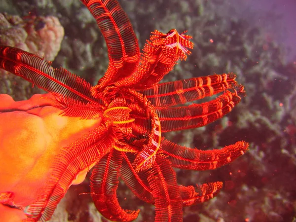 Podvodní Foto Pohled Crinoidea Korály Rudém Moři Izraeli — Stock fotografie