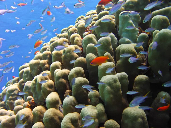 Foto Subaquática Uma Vista Dos Corais Marisco Piquenique Peixes Anthias — Fotografia de Stock