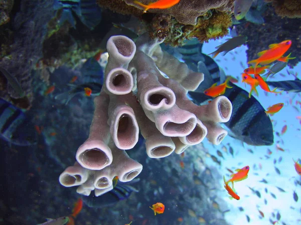 Foto Subaquática Uma Vista Dos Corais Twobar Seabream Anthias Peixes — Fotografia de Stock