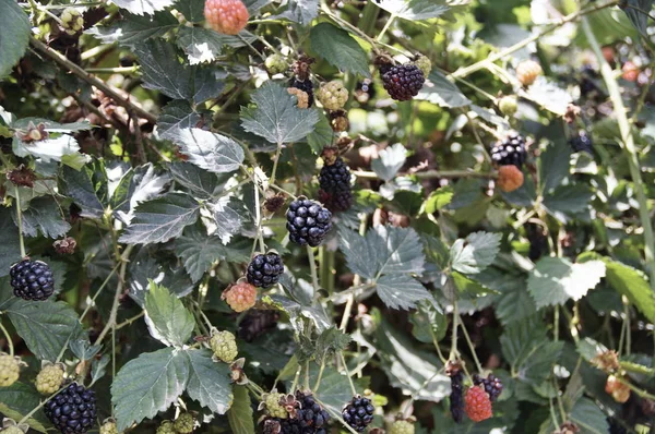 黑莓浆果在灌木 不同的成熟度 — 图库照片