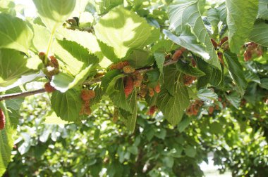 dut çilek çalılar, olgunluk derecelerde üzerinde fotoğraf