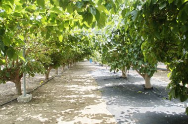 dut çilek çalılar, olgunluk derecelerde üzerinde fotoğraf