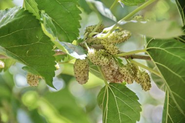 dut çilek çalılar, olgunluk derecelerde üzerinde fotoğraf