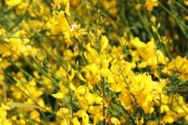 Arka plan çiçekli, Spartium junceum, İspanyol süpürge veya weaver'ın süpürge, sarı süpürge çiçek