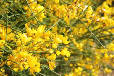 Arka plan çiçekli, Spartium junceum, İspanyol süpürge veya weaver'ın süpürge, sarı süpürge çiçek