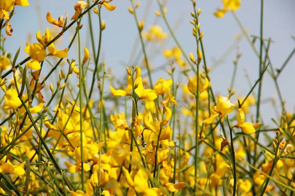 Arka plan çiçekli, Spartium junceum, İspanyol süpürge veya weaver'ın süpürge, sarı süpürge çiçek