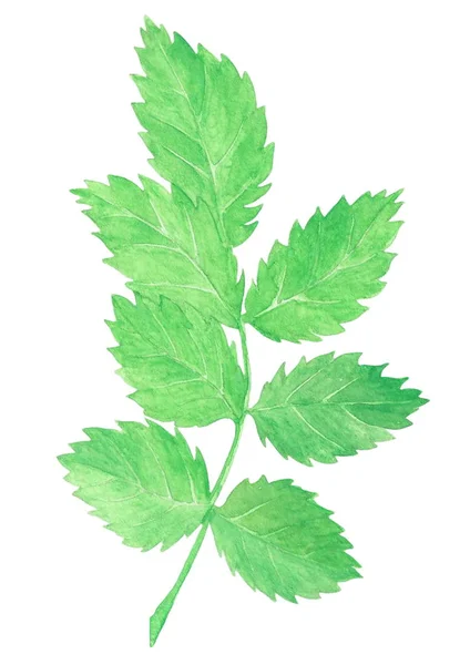 緑の水彩画の手は葉で小枝を描いた — ストック写真