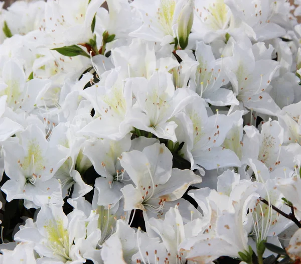 Foto de flores de rododendro branco na primavera — Fotografia de Stock