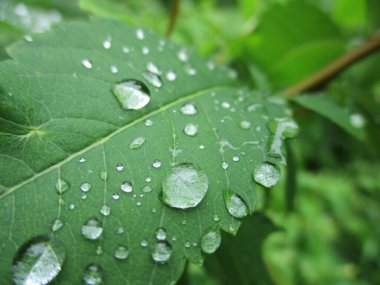 Yeşil yaprakların üzerine düşen bir su damlası fotoğrafı