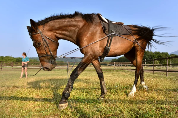 Cavalo Andando Campo — Fotografia de Stock