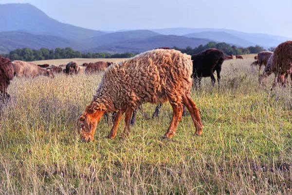 Bochechas Comendo Grama Campo Imagens Royalty-Free