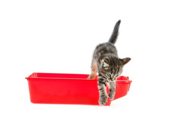 Beyaz zemin üzerinde kedi yavrusu