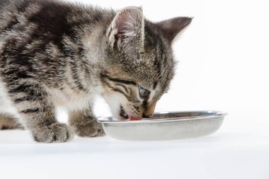 Beyaz zemin üzerinde kedi yavrusu