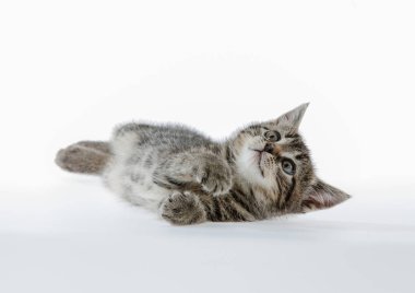 Beyaz zemin üzerinde kedi yavrusu