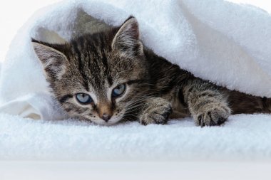 Beyaz zemin üzerinde kedi yavrusu