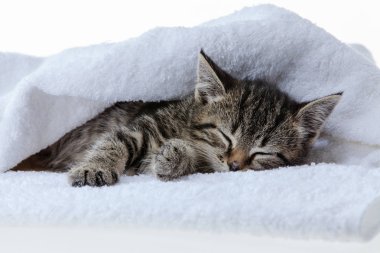 Beyaz zemin üzerinde kedi yavrusu