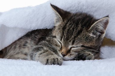 Beyaz zemin üzerinde kedi yavrusu