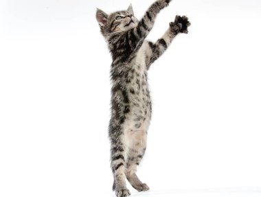 Beyaz zemin üzerinde kedi yavrusu